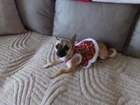 Missy, a female Chihuahua for sale in Springfield, MO – 2 of 4