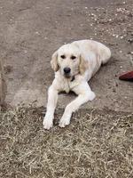 Lacey, a female Golden Retriever for sale in Cadiz, OH – 2 of 2
