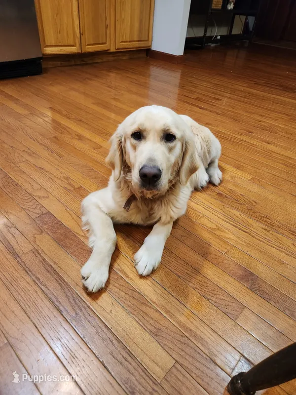 Lacey – Golden Retriever puppy for sale in Cadiz, OH