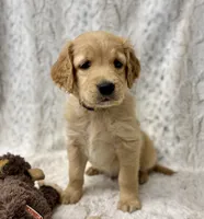 Murphy - videos available , a male Golden Retriever for sale in Caney, KS – Photo 7 of 10