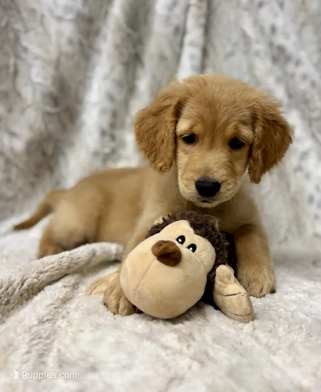 Murphy - videos available 