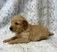 Murphy - videos available , a male Golden Retriever for sale in Caney, KS – Photo 9 of 10