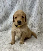 Murphy - videos available , a male Golden Retriever for sale in Caney, KS – Photo 10 of 10