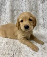 Murphy - videos available , a male Golden Retriever for sale in Caney, KS – Photo 8 of 10