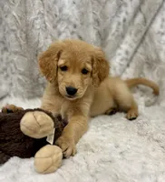 Murphy - videos available , a male Golden Retriever for sale in Caney, KS – Photo 3 of 10