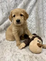 Murphy - videos available , a male Golden Retriever for sale in Caney, KS – Photo 6 of 10