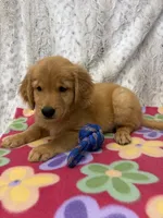Penny - AKC, a female Golden Retriever for sale in Caney, KS – 2 of 7