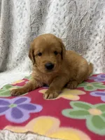 Penny, a female Golden Retriever for sale in Caney, KS – 3 of 3