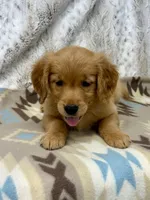 Squirt -AKC, a male Golden Retriever for sale in Caney, KS – 5 of 10