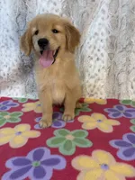 Suzie - AKC & Ready!, a female Golden Retriever for sale in Caney, KS – 3 of 8