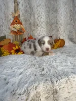Cookie, a female Miniature Australian Shepherd for sale in Caney, KS – 5 of 5