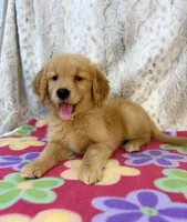Sable - AKC , a female Golden Retriever for sale in Caney, KS – 3 of 10