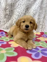 Sable - AKC , a female Golden Retriever for sale in Caney, KS – 5 of 10