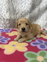Sophie , a female Golden Retriever for sale in Caney, KS – 4 of 4