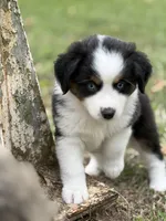 Bailey - ready!, a female Miniature Australian Shepherd for sale in Caney, KS – 3 of 9