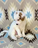 Waylon F1b, a male Miniature Goldendoodle for sale in Caney, KS – 2 of 6