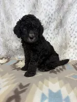 Wally F1b, a male Miniature Goldendoodle for sale in Caney, KS – 3 of 5