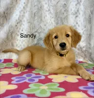 Sandy - AKC, a female Golden Retriever for sale in Caney, KS – 2 of 6
