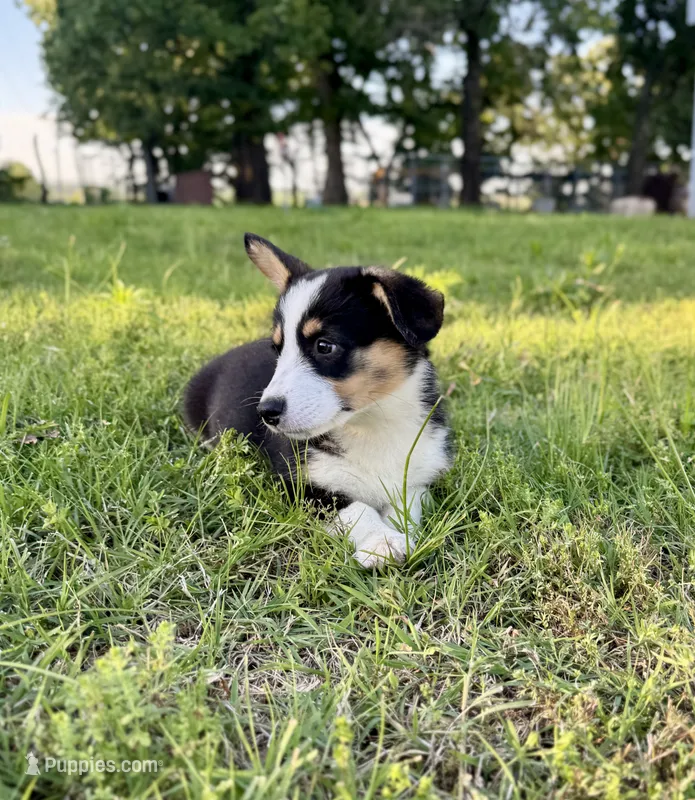 Lucy – Pembroke Welsh Corgi puppy on hold in Caney, KS