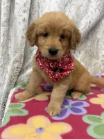 Sable, a female Golden Retriever for sale in Caney, KS – 3 of 3