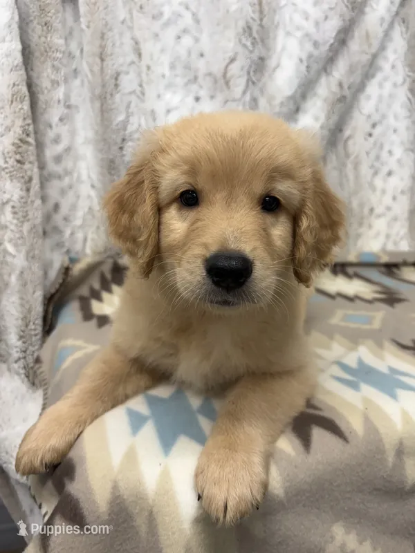 Sonny – Golden Retriever puppy for sale in Caney, KS