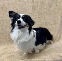 Lucy, a female Pembroke Welsh Corgi for sale in Caney, KS – Photo 7 of 8