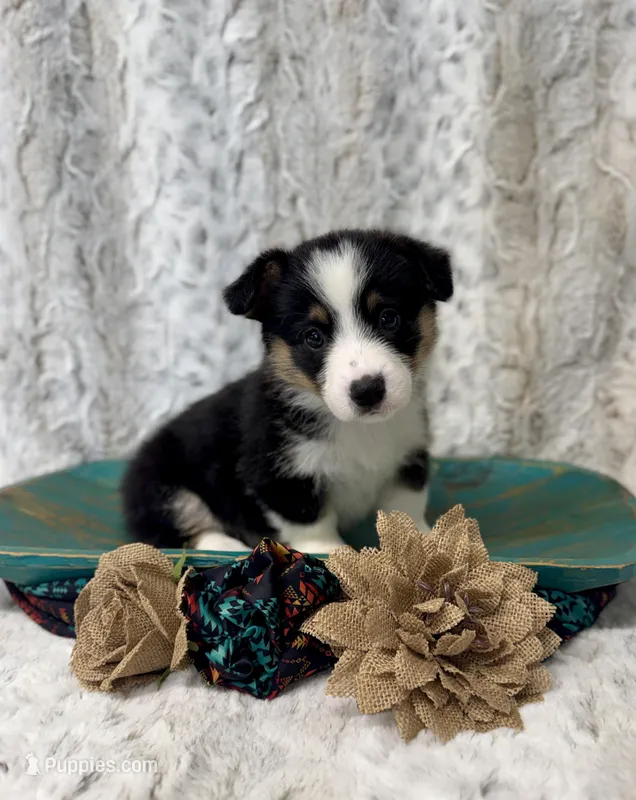 Lucy – Pembroke Welsh Corgi puppy for sale in Caney, KS