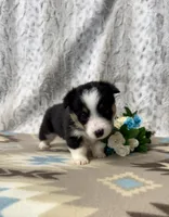 Lucy, a female Pembroke Welsh Corgi for sale in Caney, KS – Photo 3 of 8