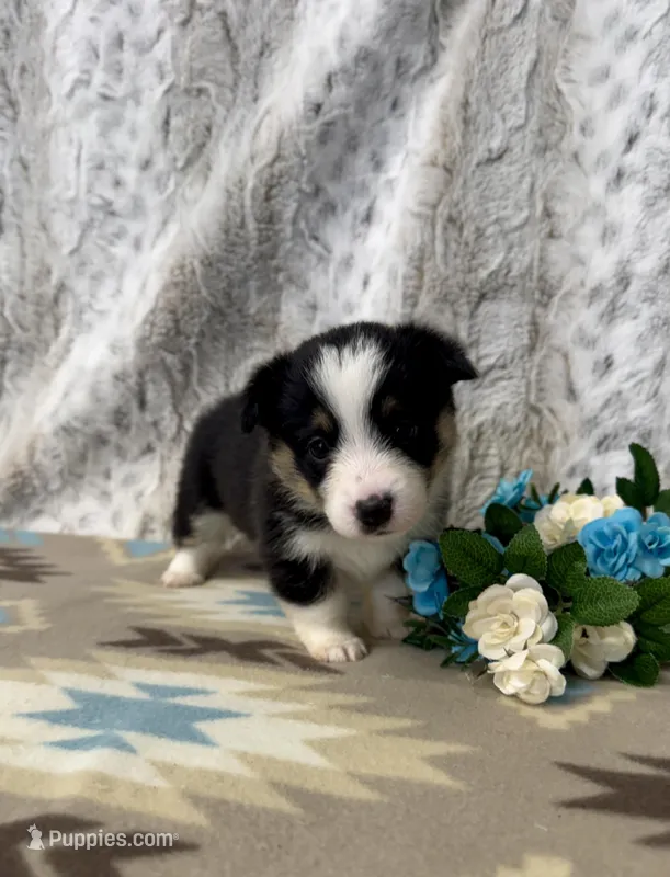 Lucy – Pembroke Welsh Corgi puppy for sale in Caney, KS