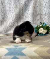 Lucy, a female Pembroke Welsh Corgi for sale in Caney, KS – Photo 6 of 8