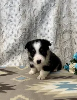 Lucy, a female Pembroke Welsh Corgi for sale in Caney, KS – Photo 2 of 8