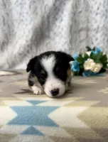 Lucy, a female Pembroke Welsh Corgi for sale in Caney, KS – Photo 5 of 8