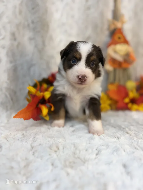 Maple – Miniature Australian Shepherd puppy for sale in Caney, KS