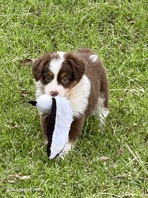 Maple - ready to go! – Miniature Australian Shepherd puppy for sale in Caney, KS
