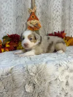 Amber, a female Miniature Australian Shepherd for sale in Caney, KS – 4 of 5