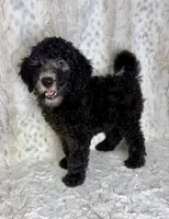 Wally F1b - ready to go!, a male Miniature Goldendoodle for sale in Caney, KS – 4 of 6