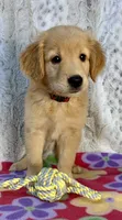 Sophie - AKC , a female Golden Retriever for sale in Caney, KS – 3 of 10