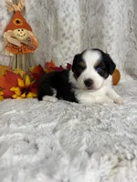 Bailey, a female Miniature Australian Shepherd for sale in Caney, KS – 2 of 6