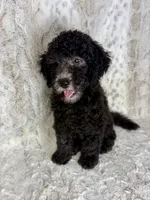 Wally F1b - ready to go!, a male Miniature Goldendoodle for sale in Caney, KS – 1 of 6