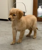 Samson -AKC clear genetics, a male Golden Retriever for sale in Caney, KS – 2 of 8
