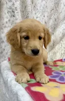 Sophie - AKC , a female Golden Retriever for sale in Caney, KS – 5 of 10