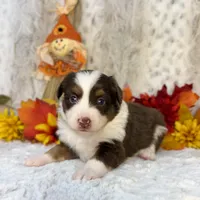 Maple, a female Miniature Australian Shepherd for sale in Caney, KS – 2 of 5
