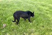 Tip, a female Border Collie for sale in Caney, KS – 2 of 2