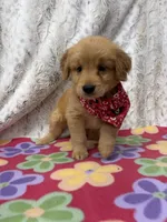 Sable, a female Golden Retriever for sale in Caney, KS – 2 of 3