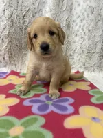 Pearl, a female Golden Retriever for sale in Caney, KS – 3 of 3