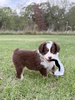 Maple - ready to go!, a female Miniature Australian Shepherd for sale in Caney, KS – 4 of 10