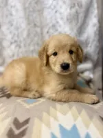 Sonny, a male Golden Retriever for sale in Caney, KS – 5 of 5