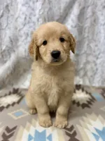Sonny, a male Golden Retriever for sale in Caney, KS – 4 of 5
