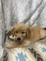 Sonny - AKC, a male Golden Retriever for sale in Caney, KS – 3 of 10
