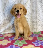 Sable - AKC clear & ready 2 go, a female Golden Retriever for sale in Caney, KS – 5 of 10